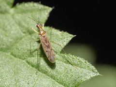 Dicyphus errans