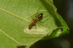 Mahathala ameria
