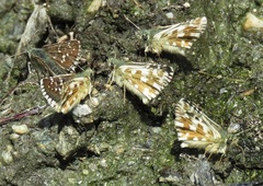 Pyrgus carlinae