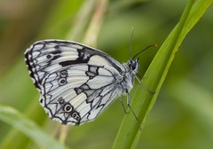 Melanargia galathea