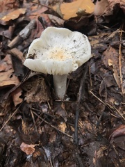 Hygrophorus