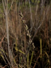 Anthenantia rufa