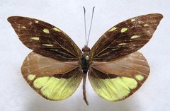 Lieinix nemesis atthis