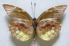 Lieinix nemesis atthis