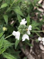 Varronia podocephala