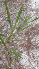 Asimina angustifolia