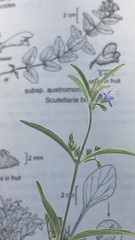 Trichostema micranthum