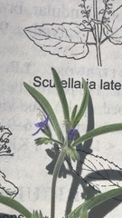 Trichostema micranthum