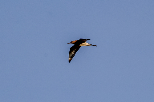 Aguja colinegra (Limosa limosa)