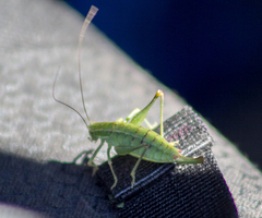 Poecilimon intermedius