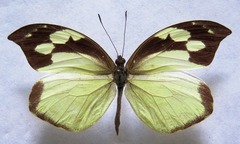 Lieinix nemesis atthis