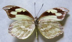 Lieinix nemesis atthis