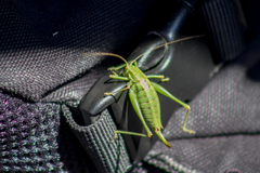 Poecilimon intermedius