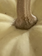 Cucurbita maxima maxima