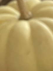 Cucurbita maxima maxima