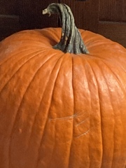 Cucurbita maxima maxima