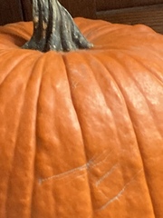 Cucurbita maxima maxima