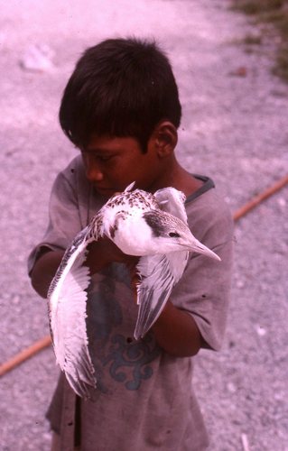 Great Crested Tern photographed in Marshall Islands