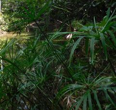 Cyperus alternifolius flabelliformis