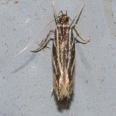 Eralea albalineella