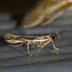 Eralea albalineella