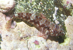 Lepidonectes corallicola