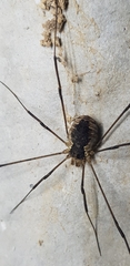 Oligolophus tienmushanensis