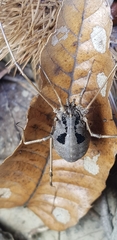 Bidentolophus bidens
