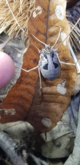 Bidentolophus bidens