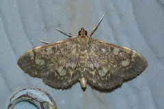 Anania tertialis