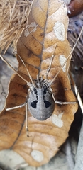Bidentolophus bidens