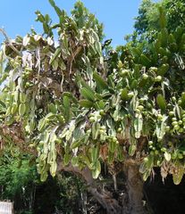 Dendrocereus nudiflorus