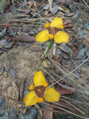 Trimezia juncifolia