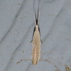 Coleophora manitoba