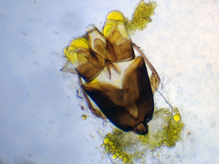 Chaetarthria simillima
