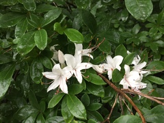 Rhododendron viscosum