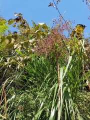 Aralia chinensis