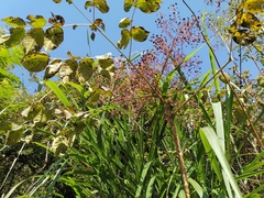 Aralia chinensis