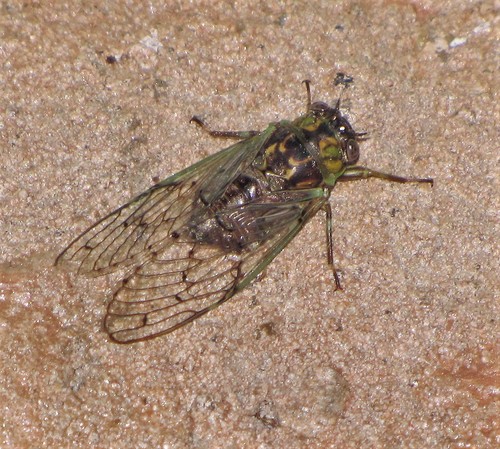 Proarna dactyliophora