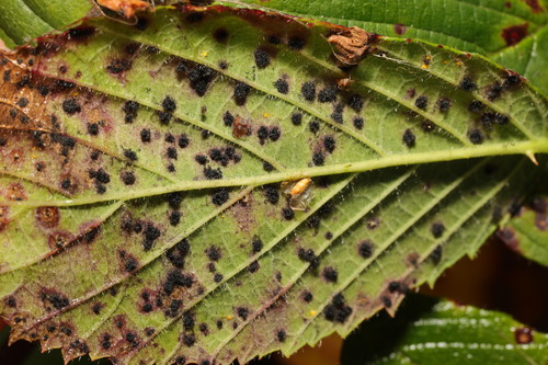 Rubus rust