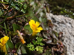 Erythranthe glabrata