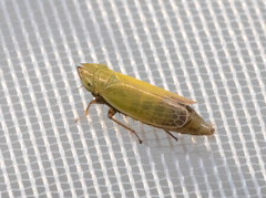 Arthaldeus