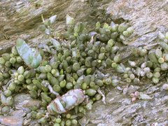 Adromischus filicaulis