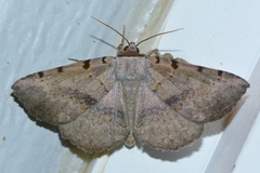 Spiloloma lunilinea