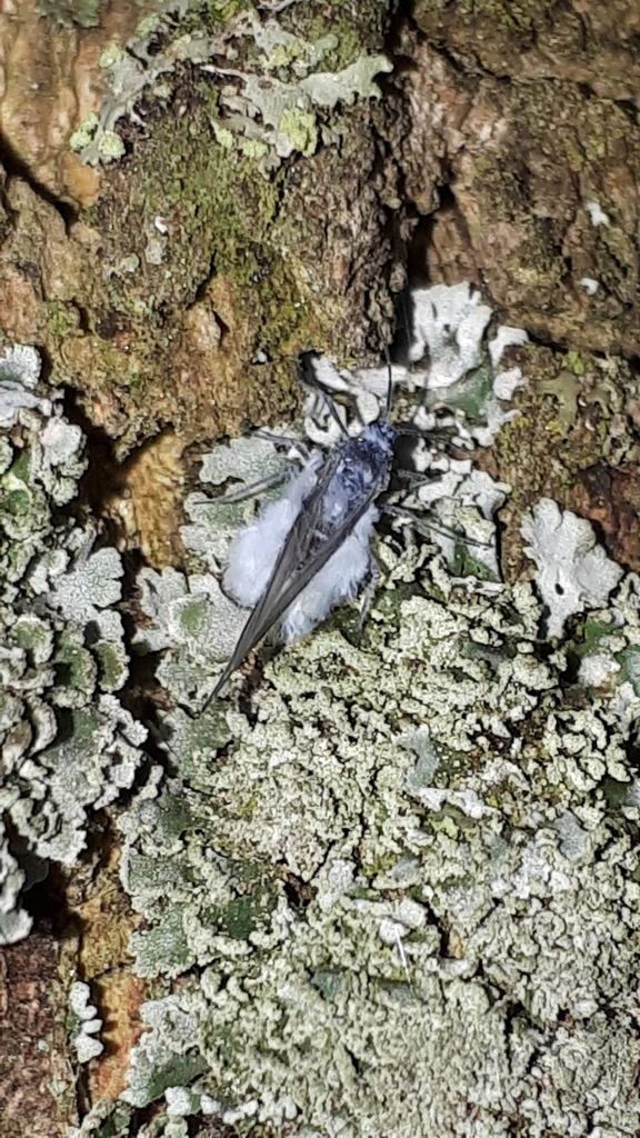 Prociphilus fraxini