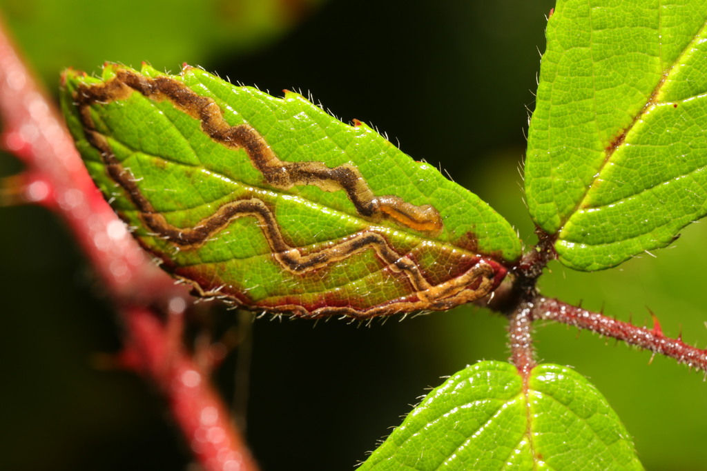 Golden Pigmy