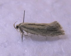 Tingena chloradelpha