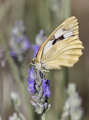 Melanargia