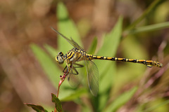 Ceratogomphus pictus