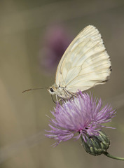 Melanargia